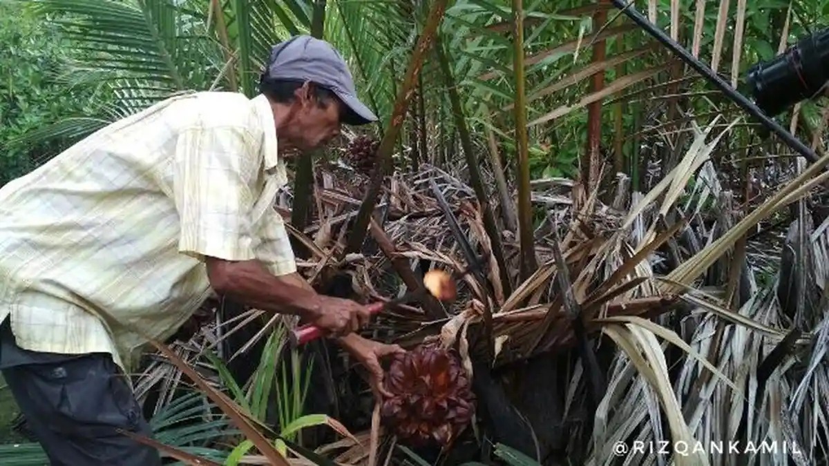 Asyiknya Minum Nipah di Gampong Pande